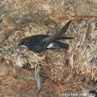 Apus affinis Gray, 1830